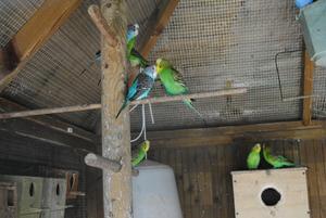 Camping Paradis Les Capucines - Photo 11