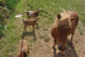 Camping Paradis Les Capucines - Photo 21