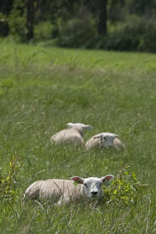 Camping 't Strandheem - Photo 41