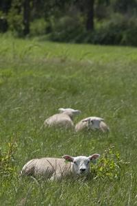 Camping 't Strandheem - Photo 41