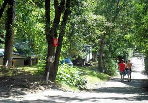 Flower CAMPING LES FAUVETTES - Photo 2