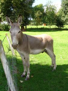 Camping LE CLOS CACHELEUX - Photo 718