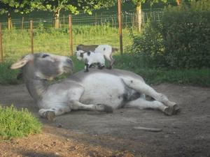 Camping LE CLOS CACHELEUX - Photo 732
