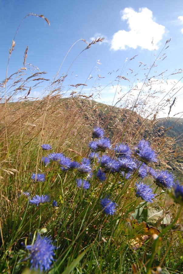 Flower Camping LA STENIOLE - Photo 38