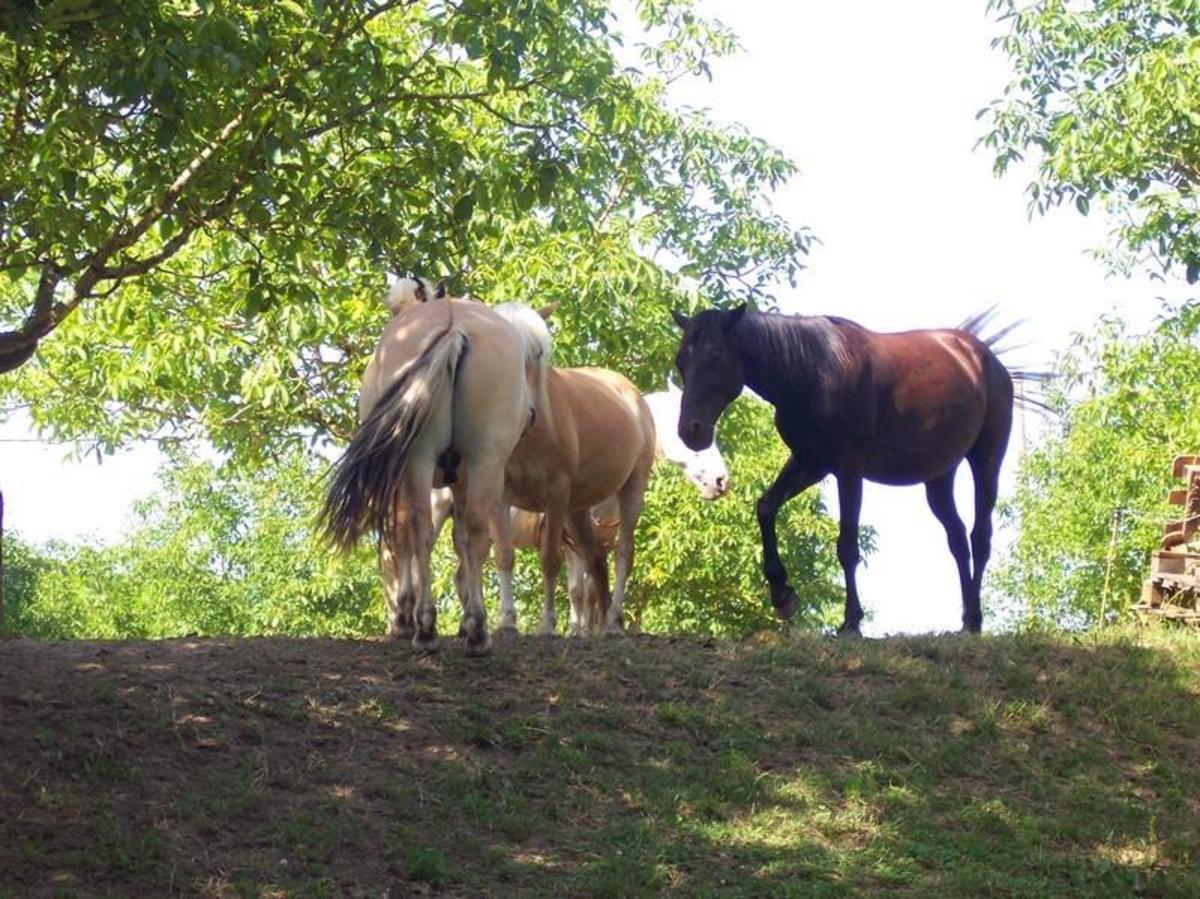 Domaine de Corneuil - Photo 45
