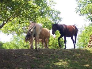 Domaine de Corneuil - Photo 45