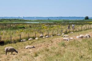 Camping 't Weergors - Photo 17