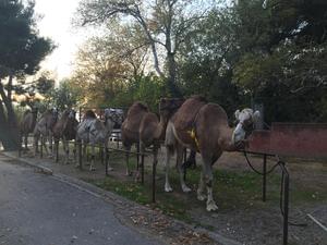 Camping MARINA PLAGE - Photo 8