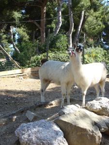 Camping MARINA PLAGE - Photo 2