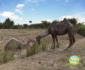Camping MARINA PLAGE - Photo 17