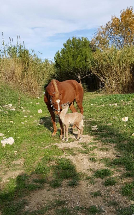 Camping MARINA PLAGE - Photo 21