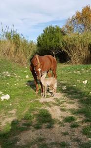 Camping MARINA PLAGE - Photo 21