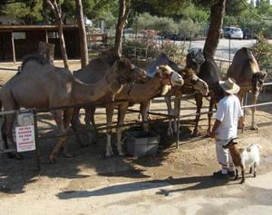 Camping MARINA PLAGE - Photo 33