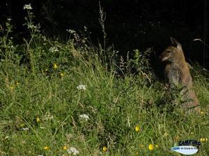 Camping L'Étang du Pays Blanc - Photo 44