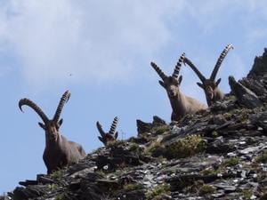 Camping Qualité l'Eden de la Vanoise - Photo 48