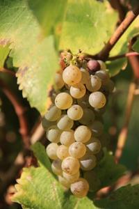 Camping La Vallée des Vignes - Photo 22