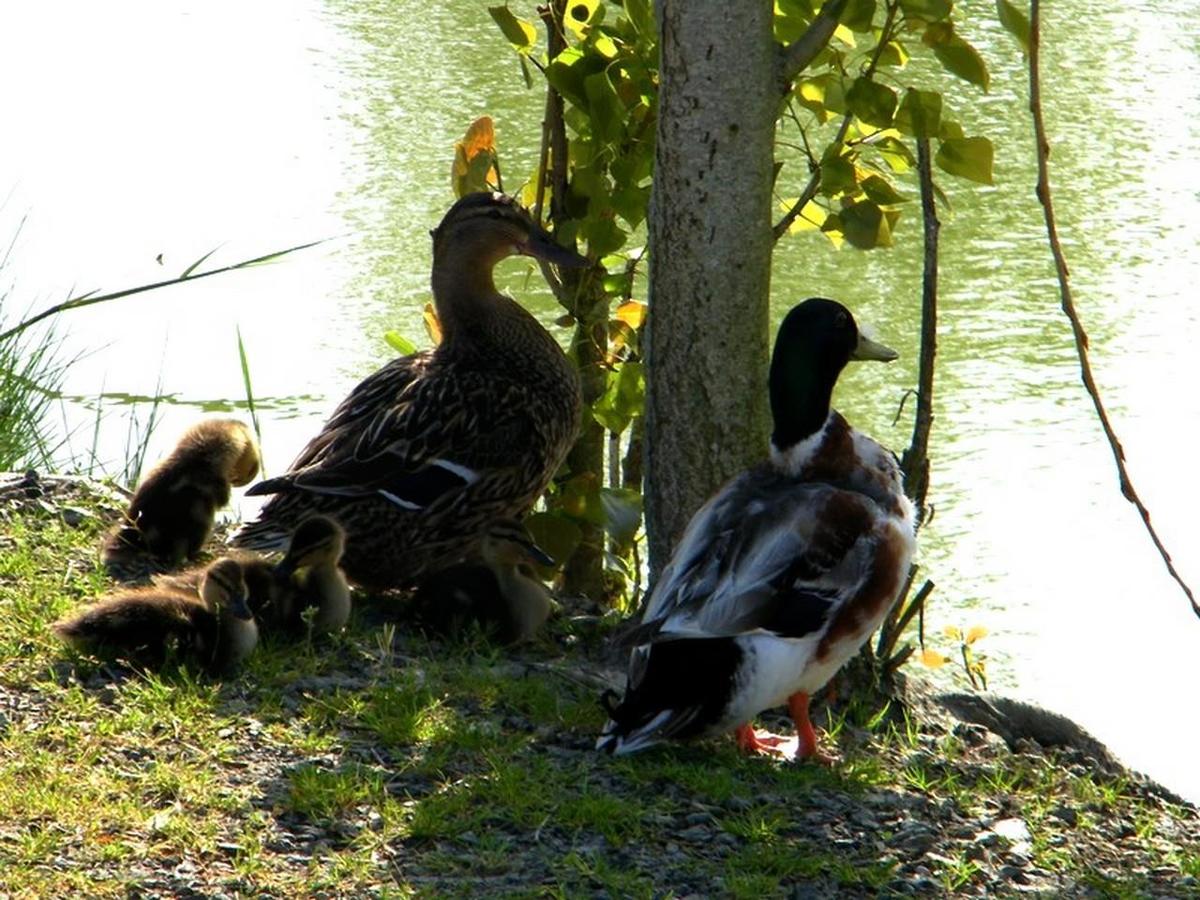 Domaine Le Jardin du Marais - Photo 17