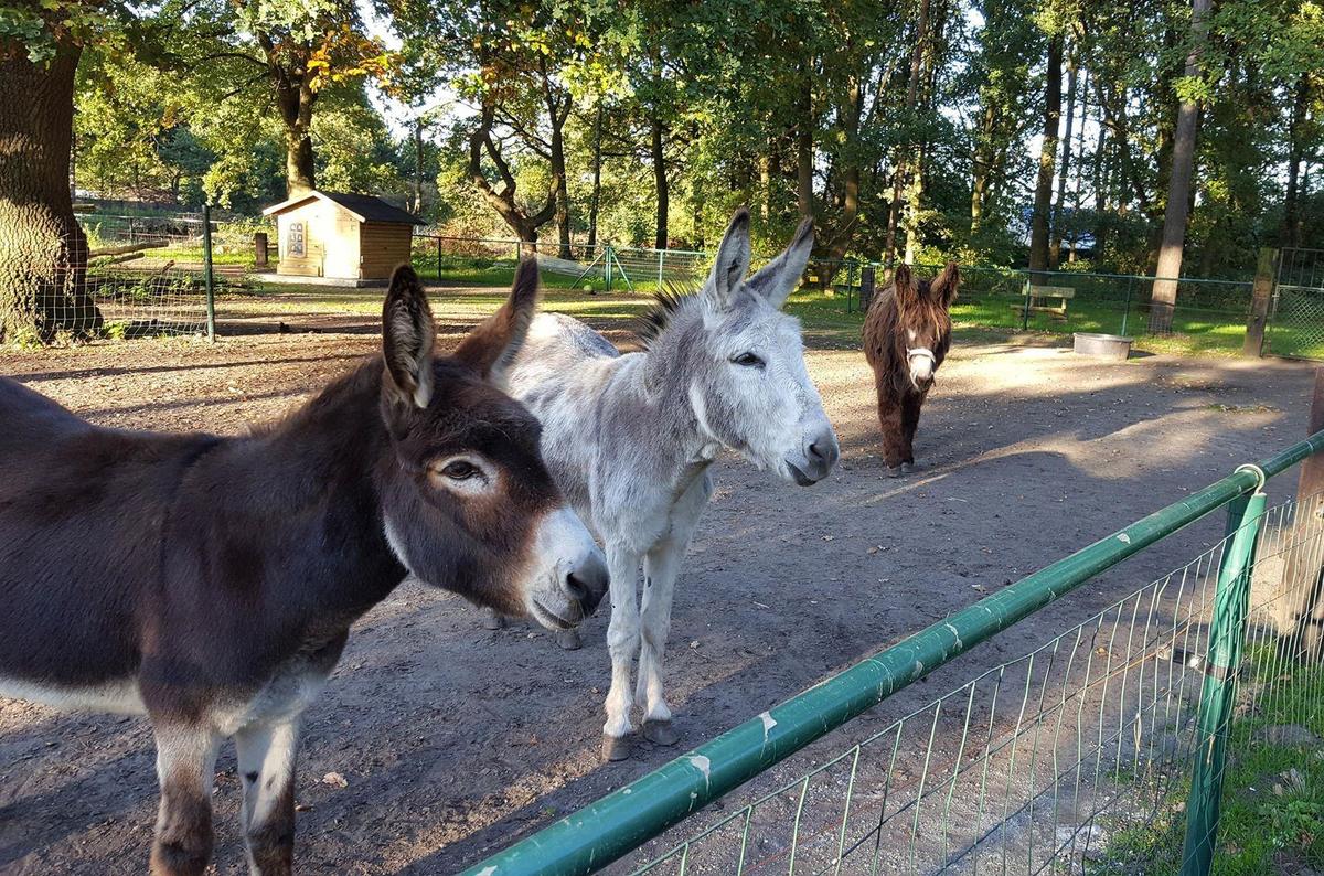 Camping De Schuur - Photo 15