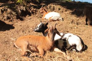 Camping de Montmaurin - Photo 3