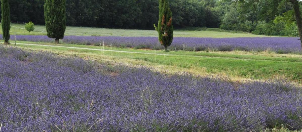 Hôtel de Plein Air Suze Luxe Nature - Photo 36