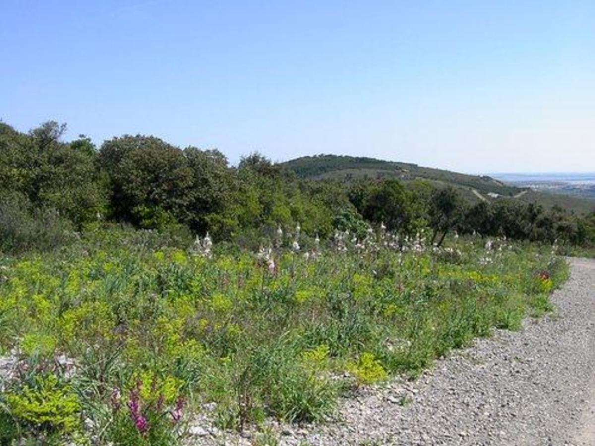 Flower Camping Altea - Photo 41