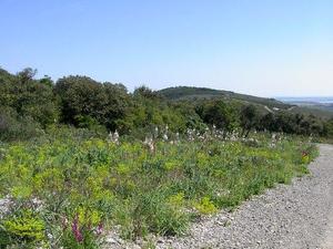 Flower Camping Altea - Photo 41