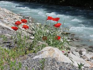 Le Champ du Moulin - Photo 44