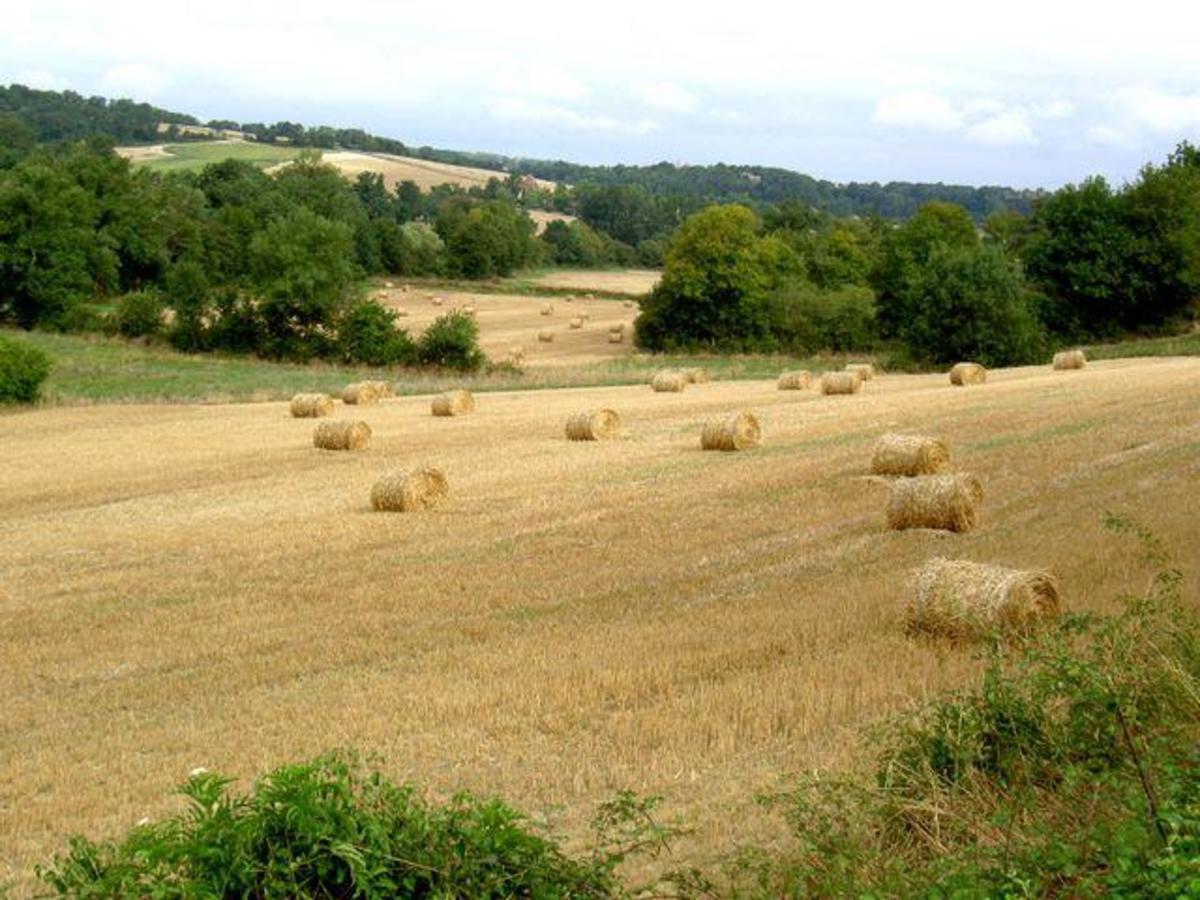 Domaine des Cadets de Gascogne - Photo 1